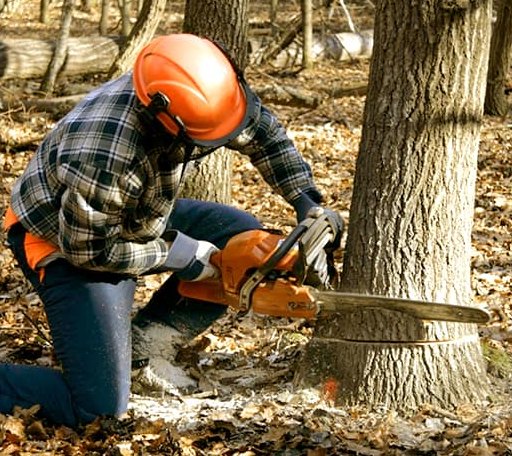 Tree Removal in Hull, GA